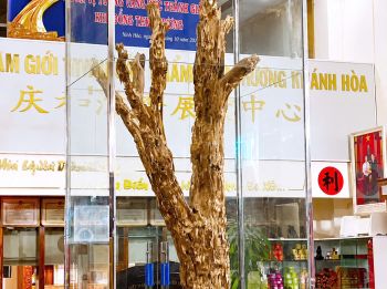 CÂY TRẦM HƯƠNG CỔ THỤ - CHỨNG NHÂN CỦA THỜI GIAN 