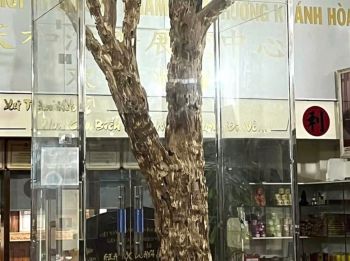 CÂY TRẦM HƯƠNG CỔ THỤ - CHỨNG NHÂN CỦA THỜI GIAN