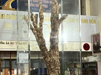 CÂY TRẦM HƯƠNG CỔ THỤ - CHỨNG NHÂN CỦA THỜI GIAN 