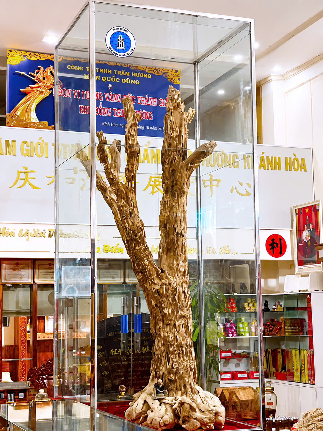CÂY TRẦM HƯƠNG CỔ THỤ - CHỨNG NHÂN CỦA THỜI GIAN 