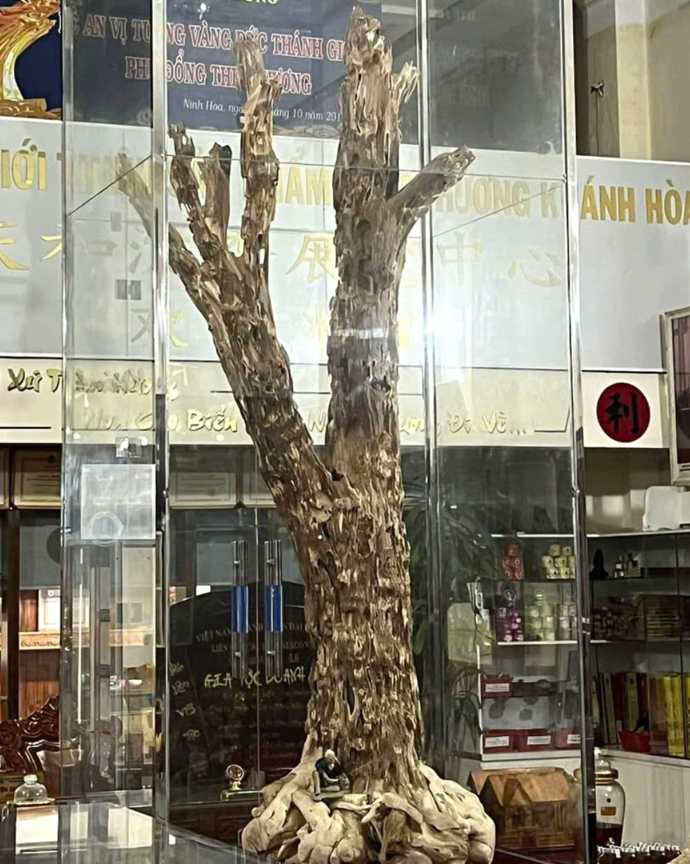 CÂY TRẦM HƯƠNG CỔ THỤ - CHỨNG NHÂN CỦA THỜI GIAN