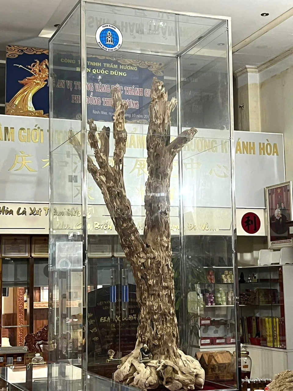 CÂY TRẦM HƯƠNG CỔ THỤ - CHỨNG NHÂN CỦA THỜI GIAN 